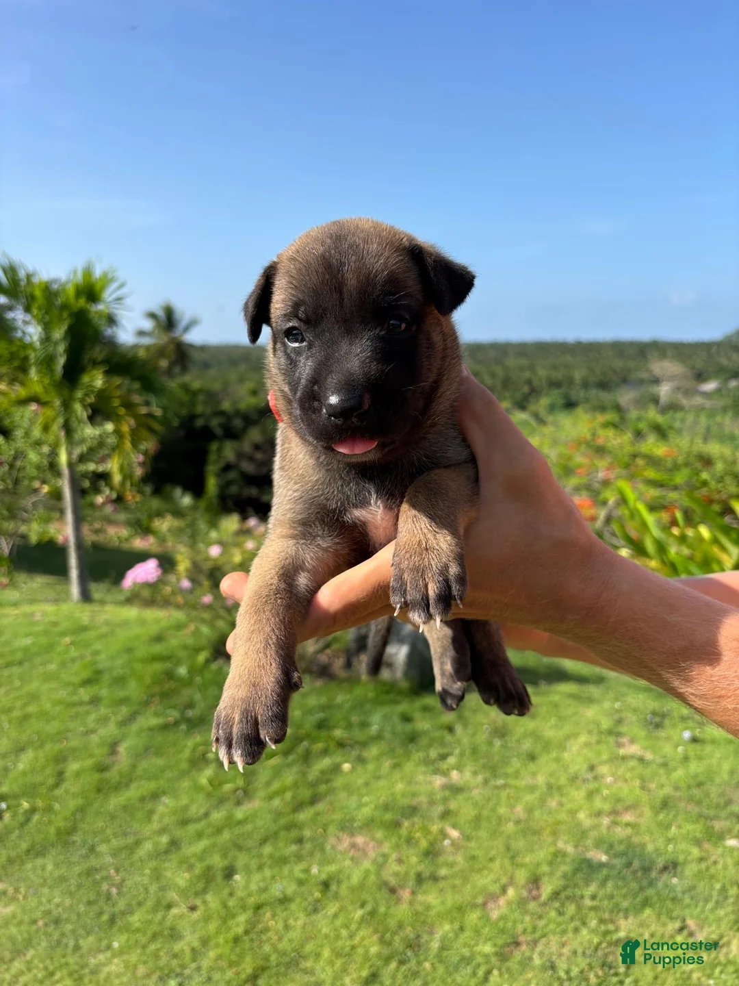 Belgian Malinois dogs for sale: Belgian Malinois 3 (Ranger)  - Ad 2