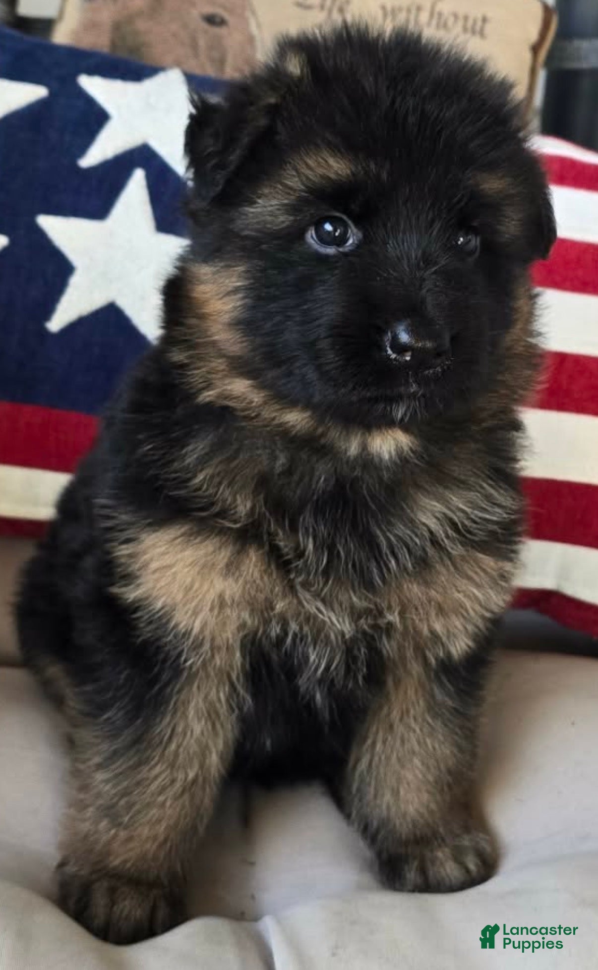 German Shepherd dogs Purple - Ad 1