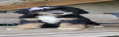 Bernedoodle 3