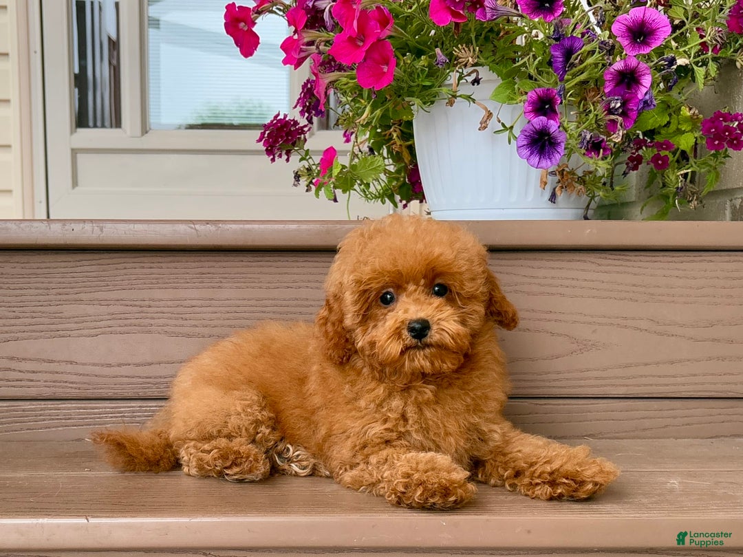 Maltipoo dogs for sale: Gorgeous - Ad 3