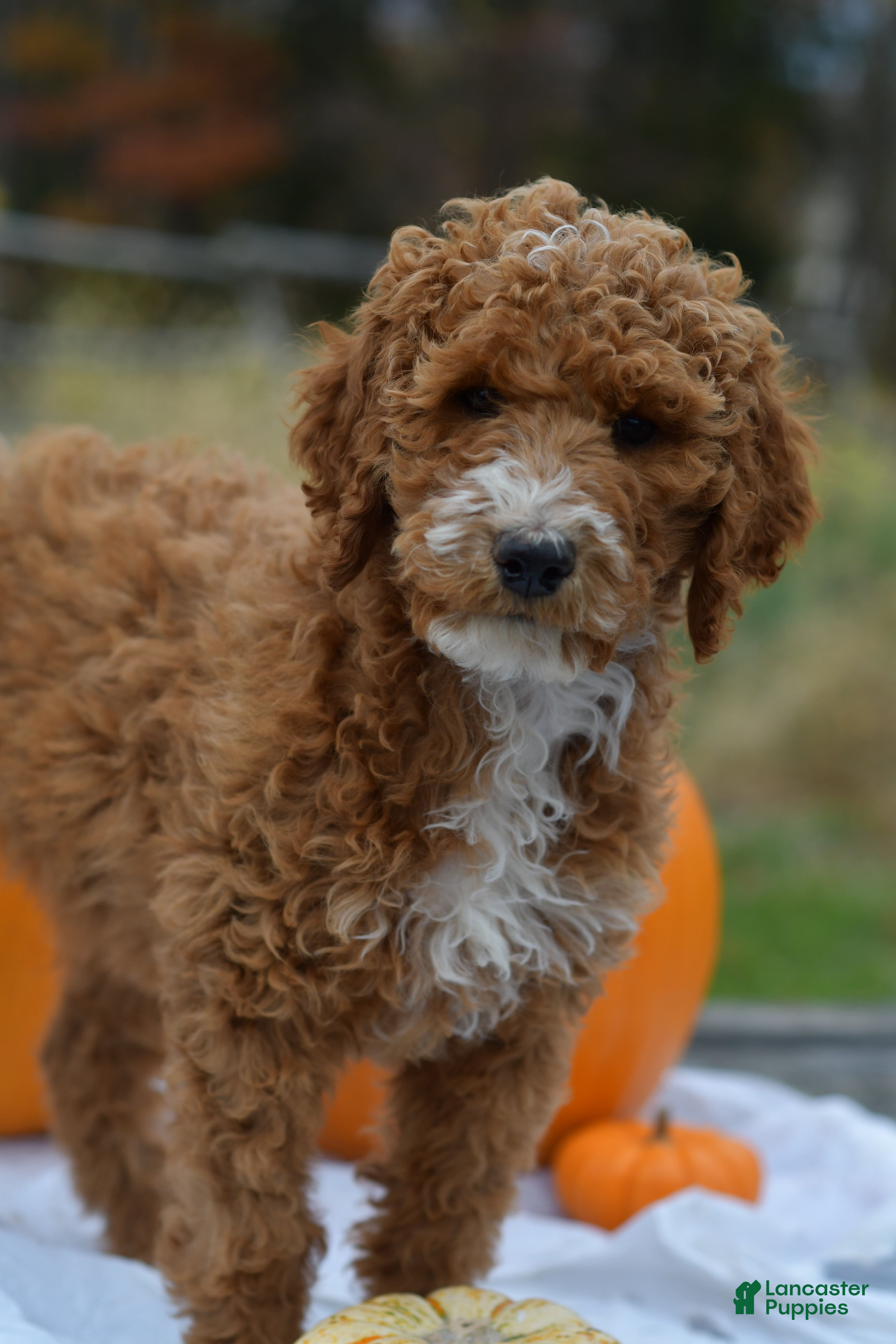 Standard Poodle dogs Candy - Ad 2