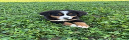 Bernese Mountain Dog dogs for sale: Penelope - Ad 4