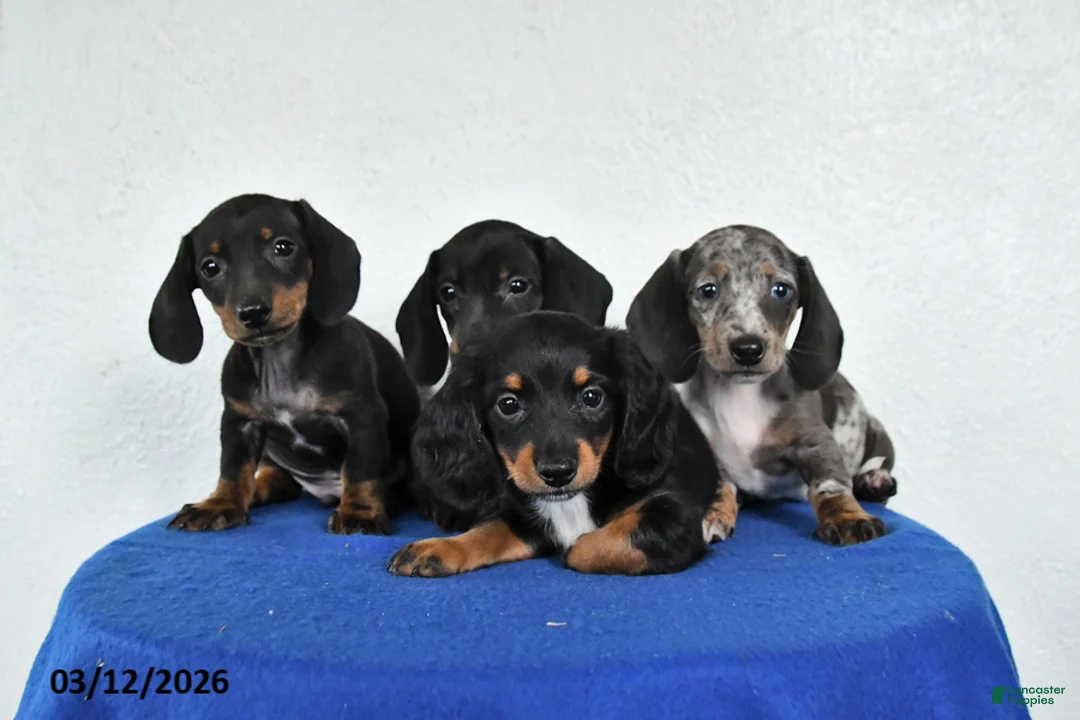 Miniature Dachshund dogs for sale: Molly - Ad 5