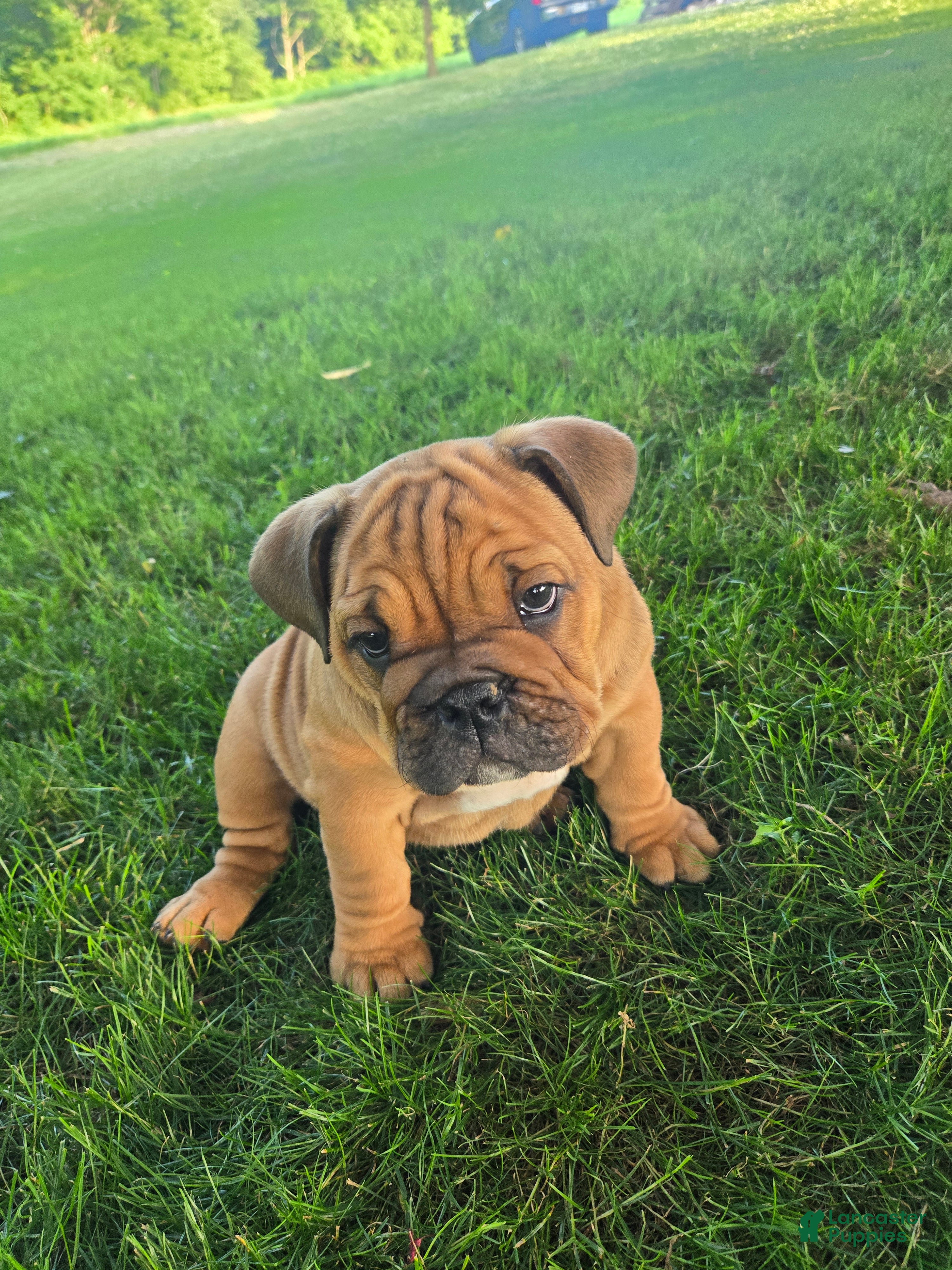 English Bulldog dogs Winnie - Ad 2
