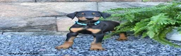 Doberman Pinscher dogs for sale: Pirate - Ad 4