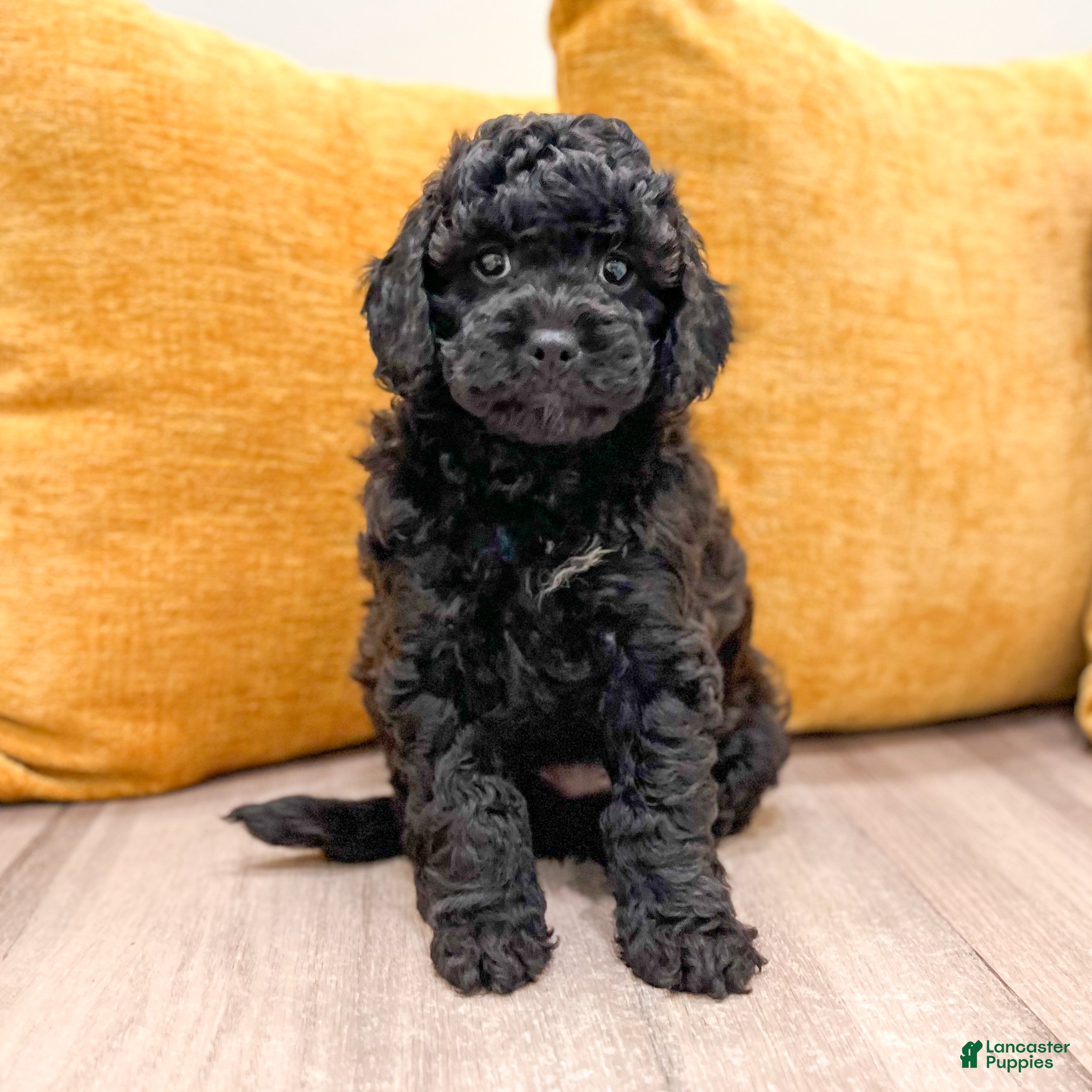 Cavapoo dogs Isaac - Ad 1
