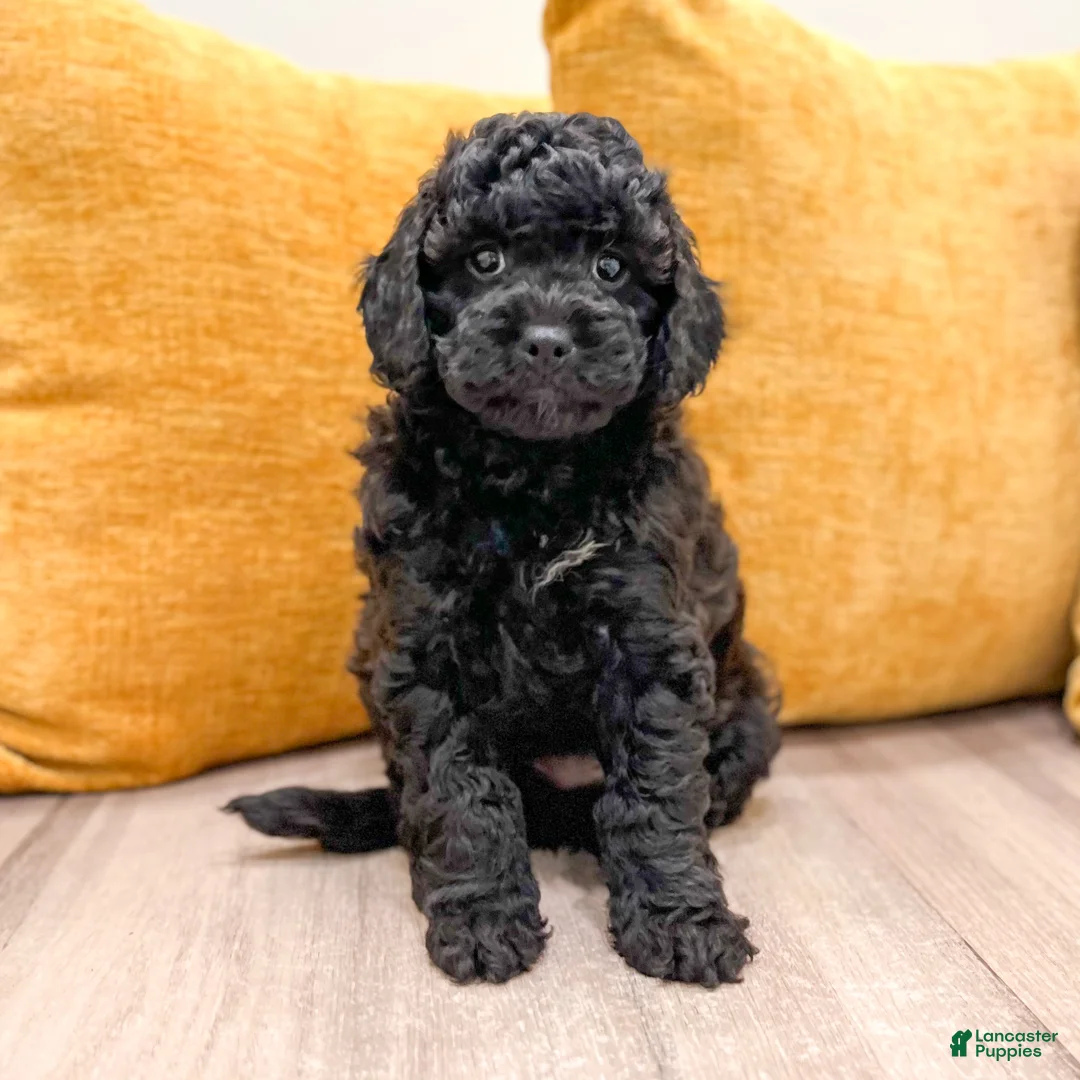 Cavapoo dogs for sale: Isaac - Ad 1