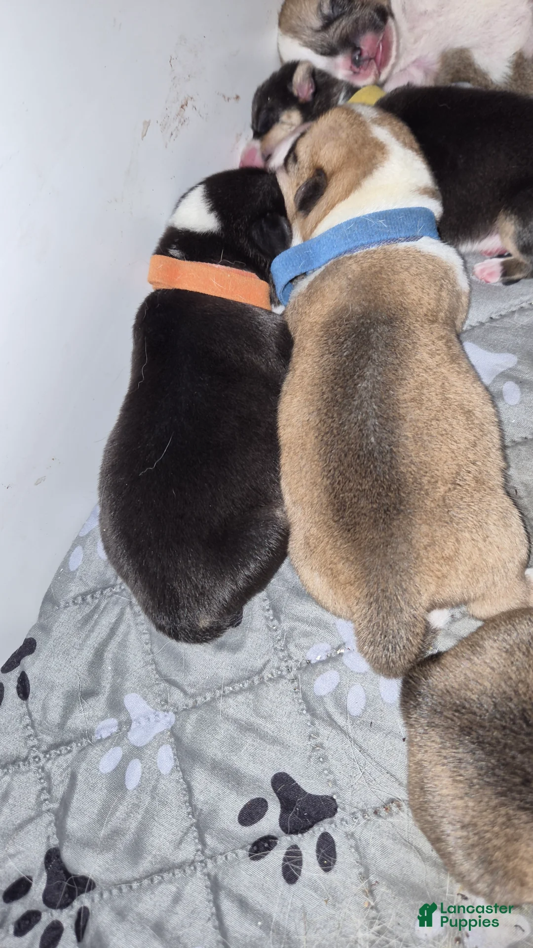 Welsh Corgi Pembroke dogs for sale: Welsh Corgi Pembroke 1 - Ad 1
