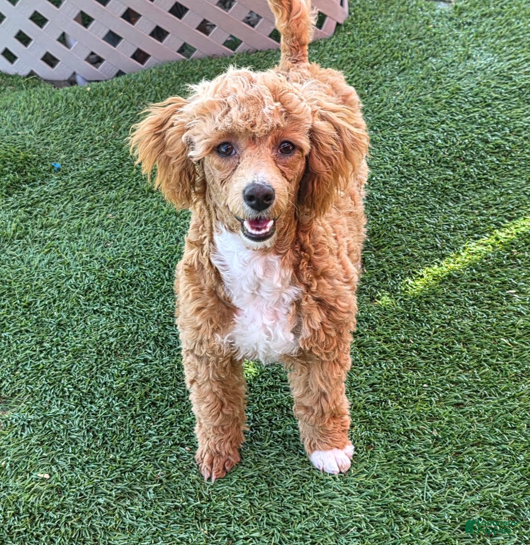 Standard Poodle dogs Cloud - Ad 1