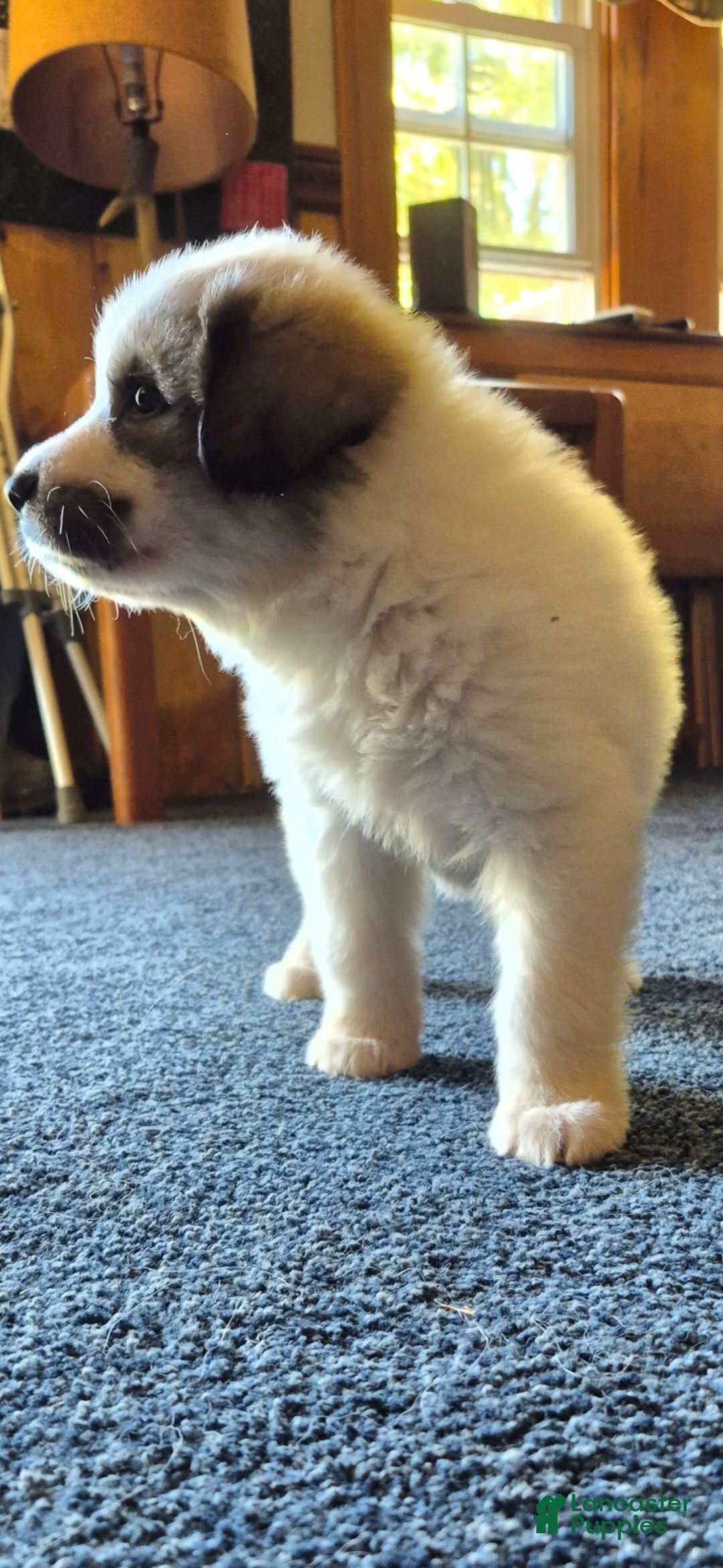 Great Pyrenees dogs Great Pyrenees Puppy 2 - Ad 1