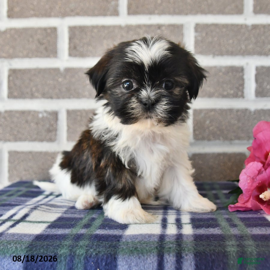Shih Tzu dogs Pansy - Ad 1