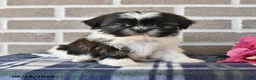 Shih Tzu dogs for sale: Pansy - Ad 1
