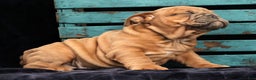 English Bulldog dogs for sale: Stella - Ad 2