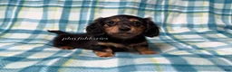 Miniature Dachshund dogs for sale: Black and Tan Long Haired Male AKC  - Ad 2