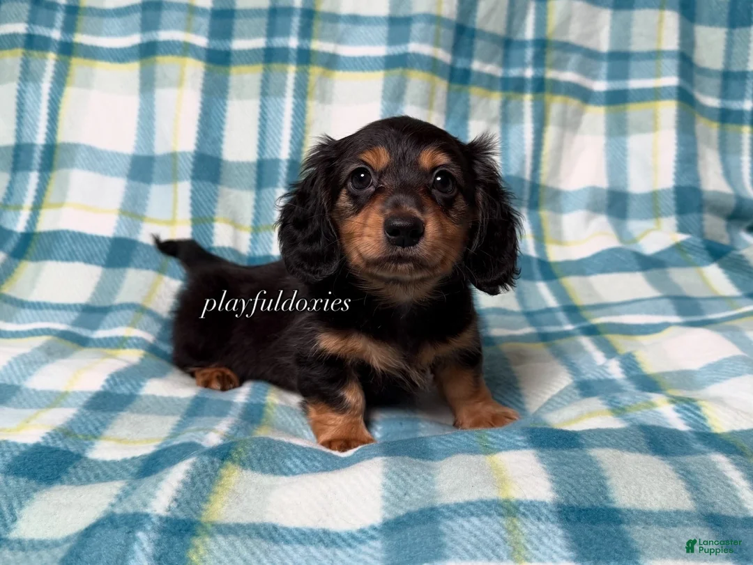 Miniature Dachshund dogs for sale: Black and Tan Long Haired Male AKC  - Ad 2