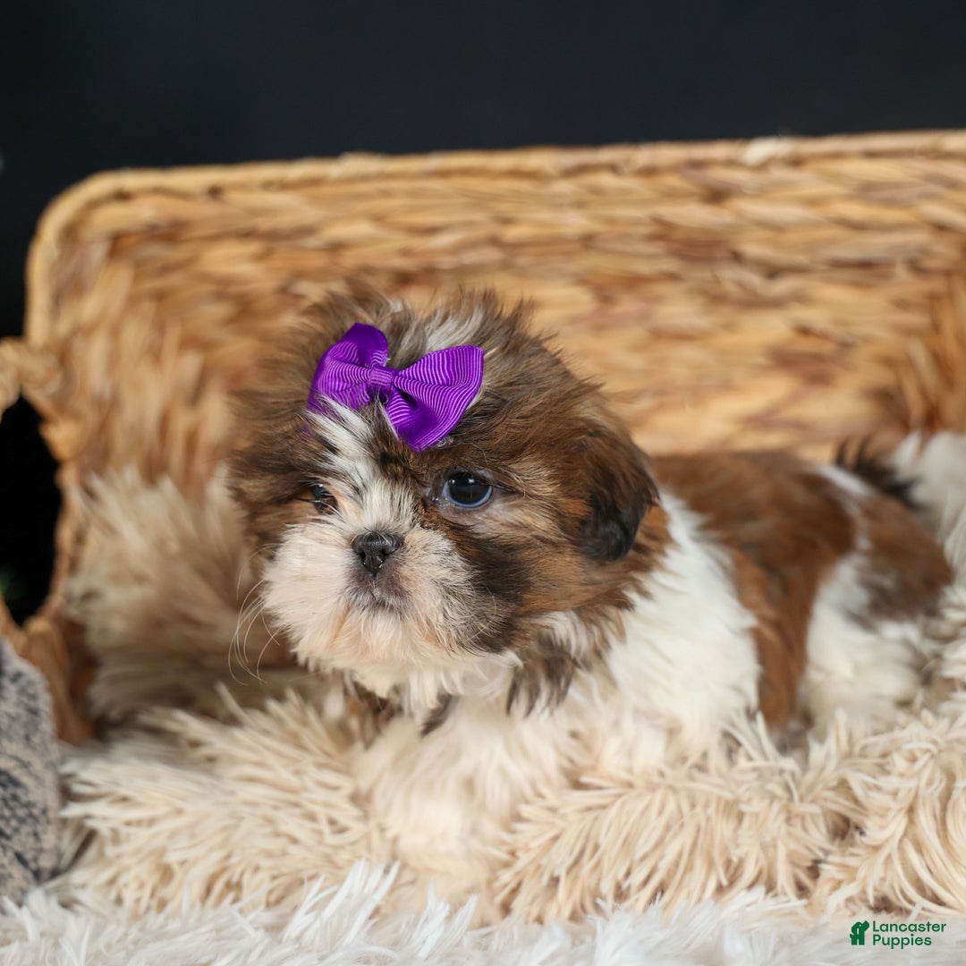 Shih Tzu dogs for sale: RUBY - Ad 12