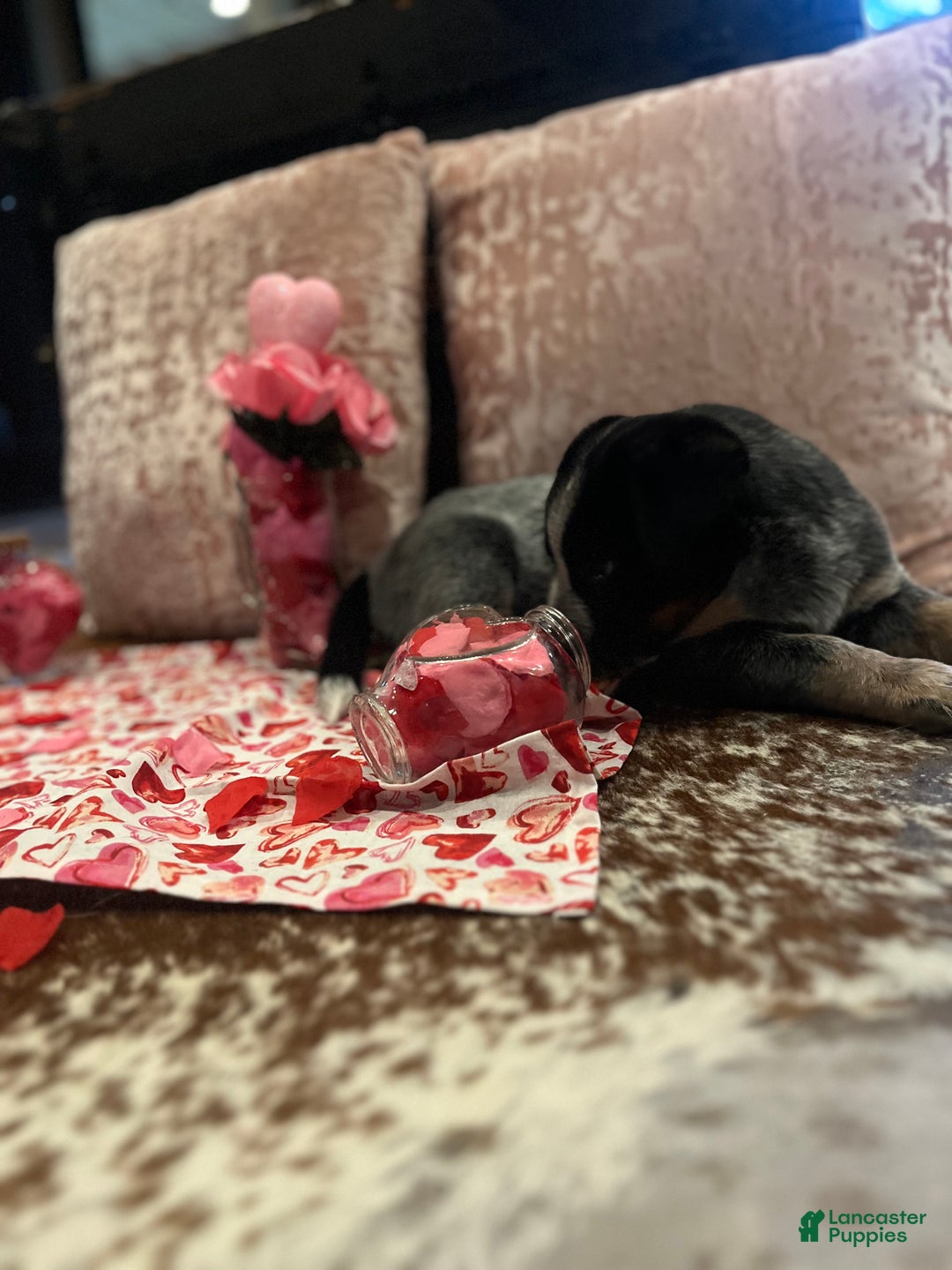 Australian Cattle Dog dogs for sale: Australian Cattle Dog Puppy 1 - Ad 12