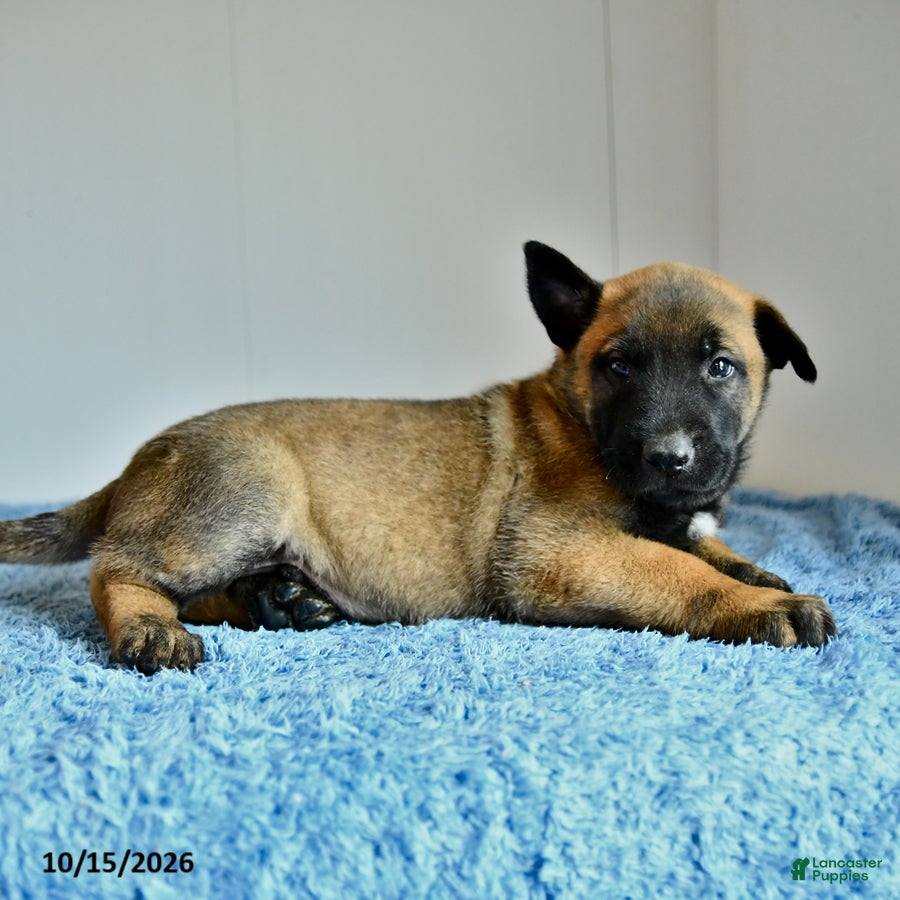 Belgian Malinois dogs for sale: Atlas - Ad 2