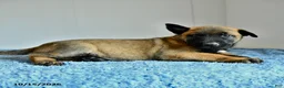 Belgian Malinois dogs for sale: Atlas - Ad 2