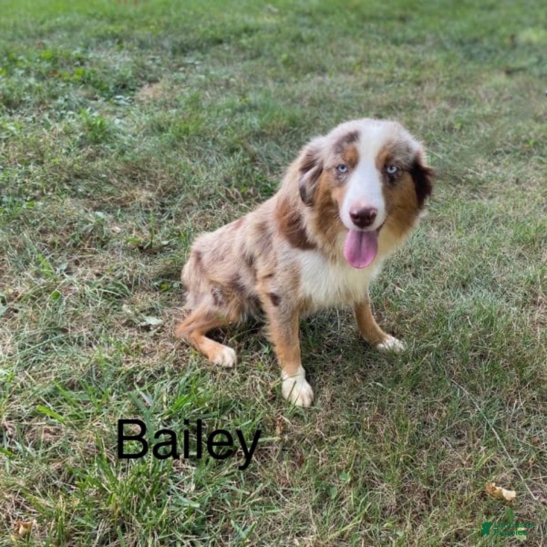 Miniature Australian Shepherd dogs for sale: June - Ad 10