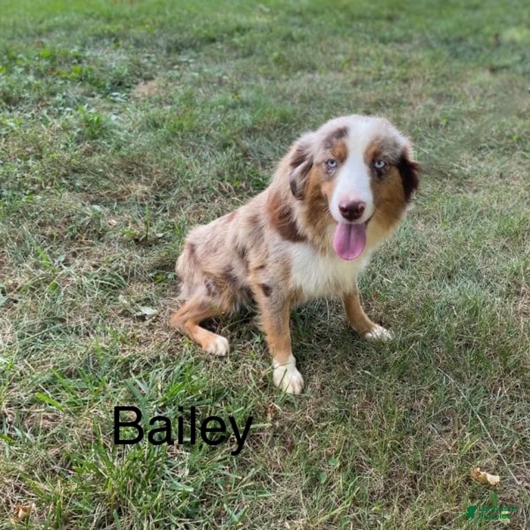 Miniature Australian Shepherd dogs for sale: Joshua - Ad 10