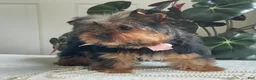 Yorkshire Terrier dogs for sale: Felicity - Ad 10