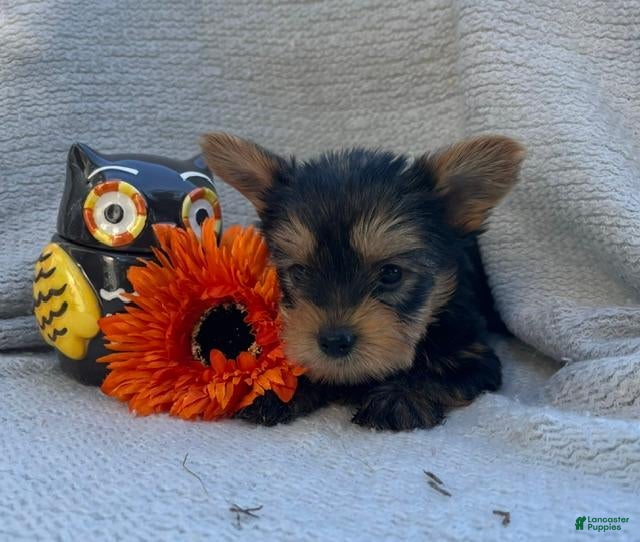 Yorkshire Terrier dogs Wayne - Ad 2