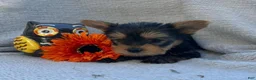 Yorkshire Terrier dogs for sale: Wayne - Ad 2