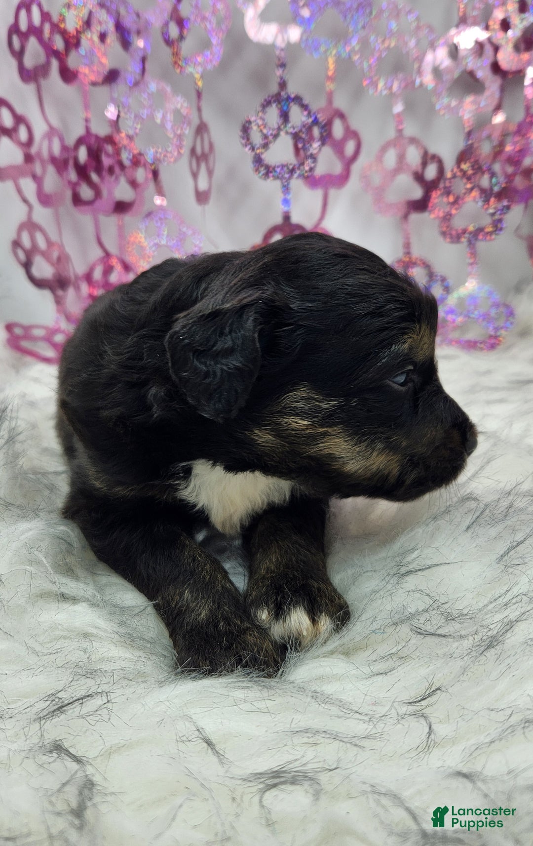 Mini Aussiedoodle dogs for sale: Mini Aussiedoodle Puppy 3 - Ad 3