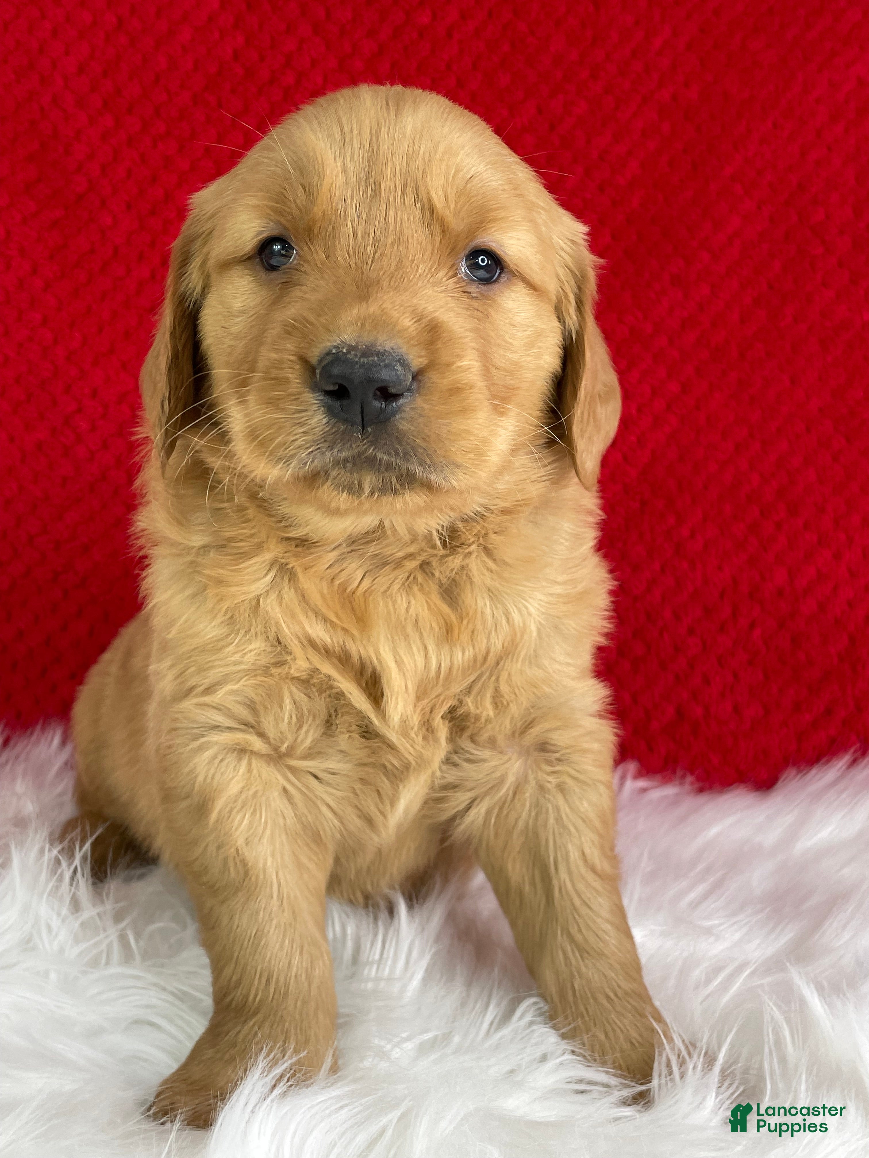 Golden Retriever dogs Hazel - Ad 1