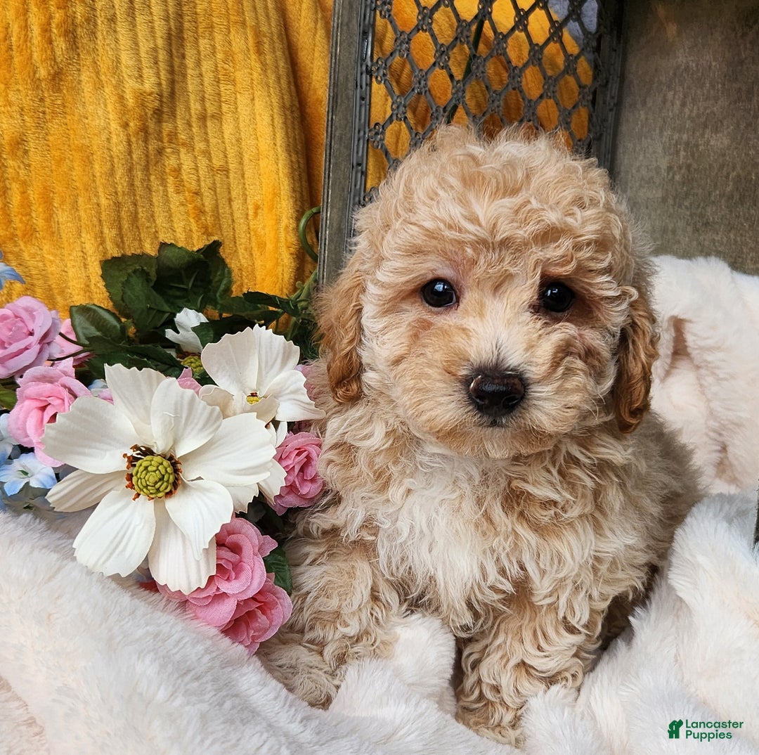 Toy Poodle dogs for sale: Muffin - Ad 9