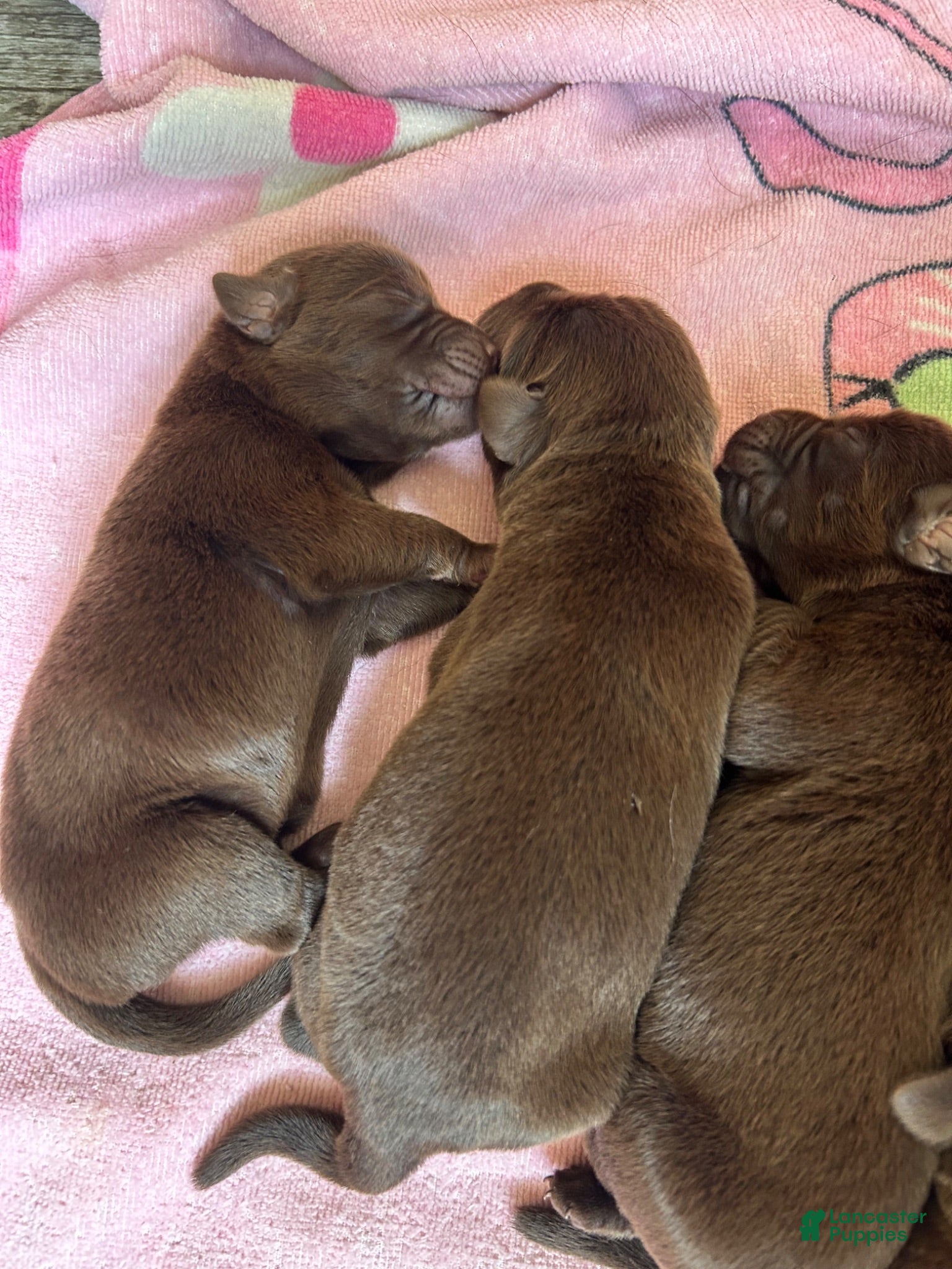 Labrador Retriever dogs Labrador Retriever 5 - Ad 36