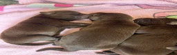 Labrador Retriever dogs for sale: Labrador Retriever 5 - Ad 1