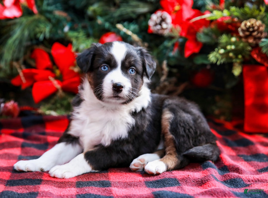 Miniature Australian Shepherd dogs for sale: Faith - Ad 5