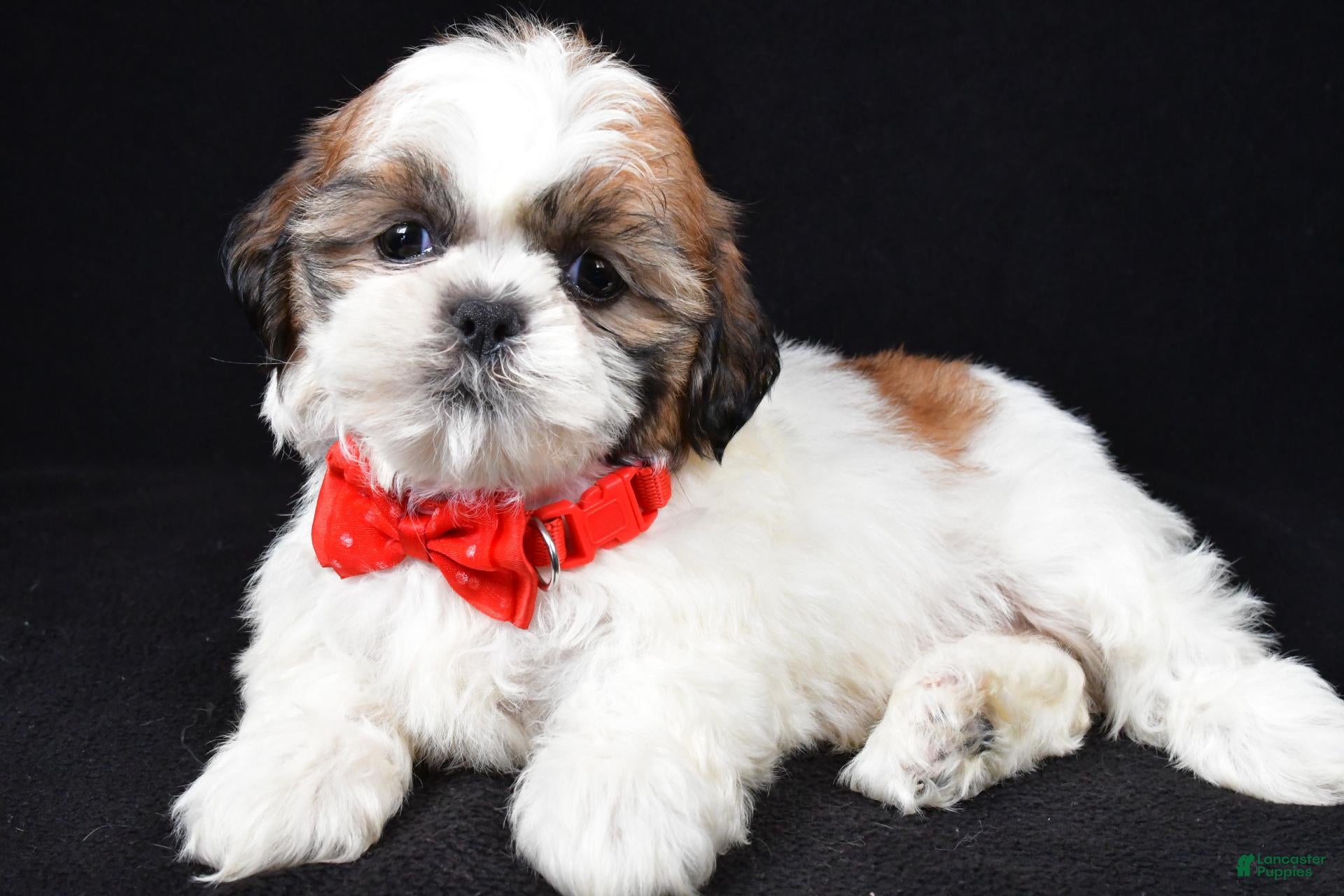 Shih Tzu dogs Troy - Ad 2