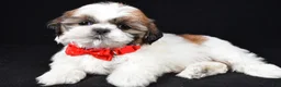Shih Tzu dogs for sale: Troy - Ad 2