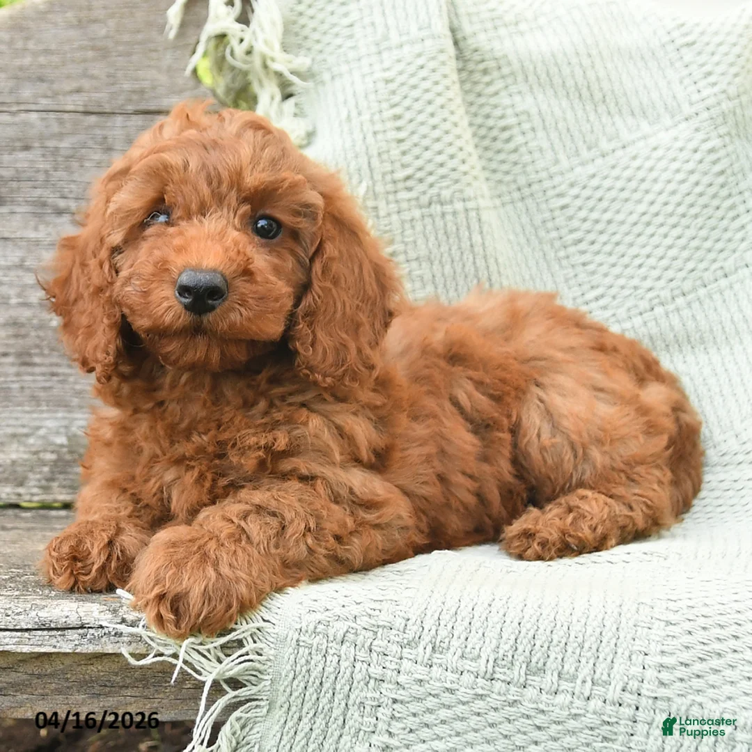 Miniature Poodle dogs for sale: Nina - Ad 3