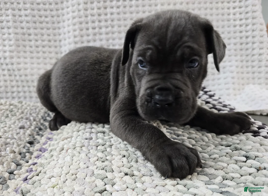 Cane Corso dogs for sale: Gambit - Ad 1