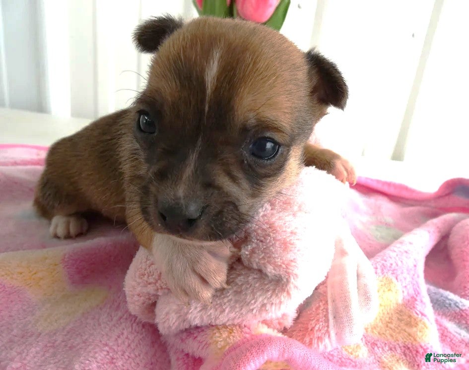 Chihuahua dogs Chihuahua Puppy 1 Mars - Ad 41