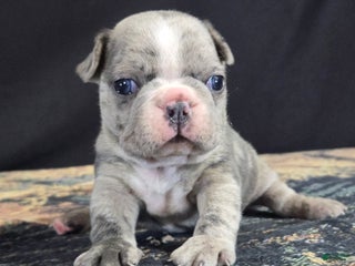 Frenchton dogs Bridget - Ad 9