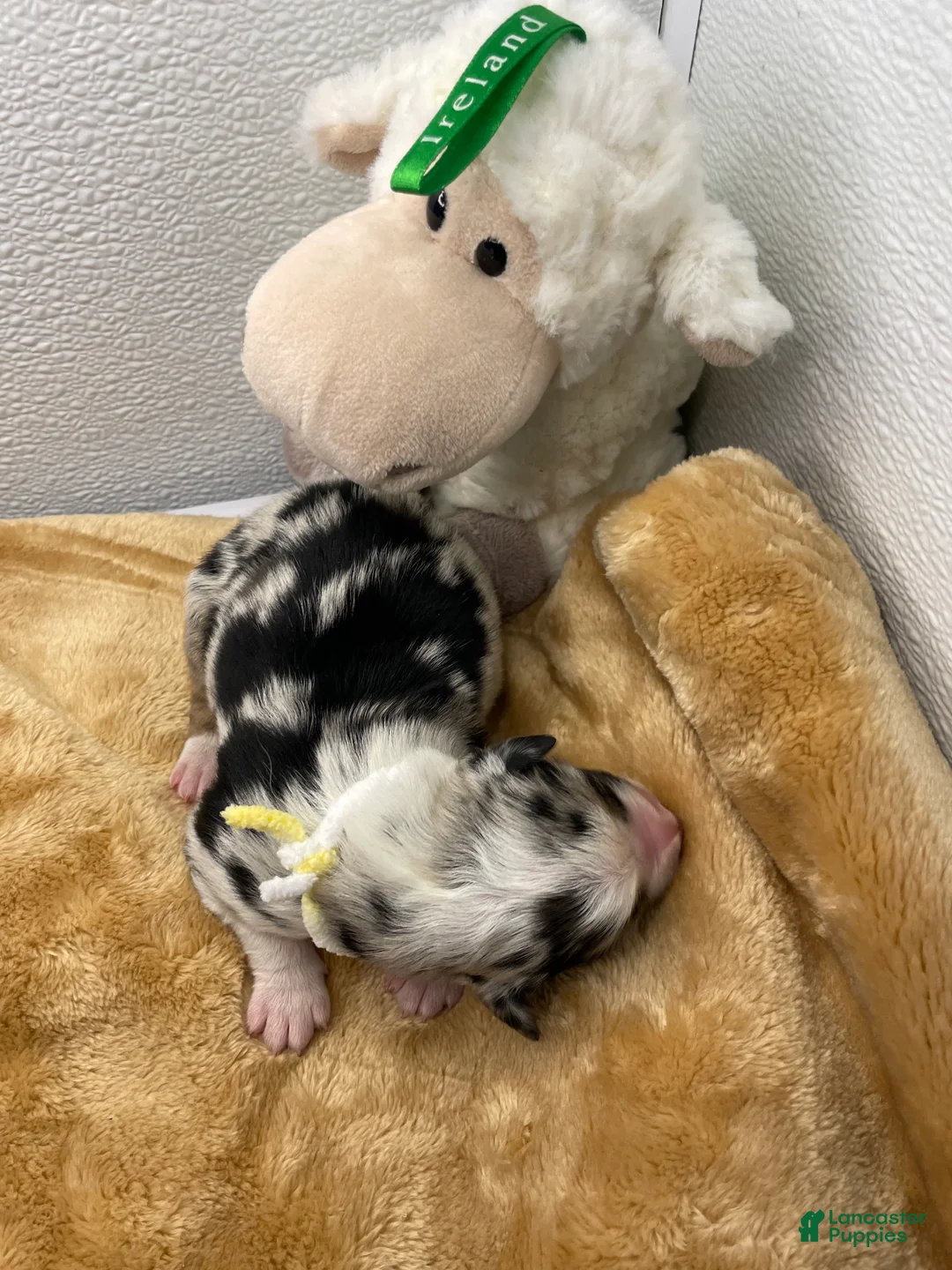 Australian Shepherd dogs for sale: Diego - Ad 2