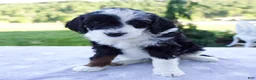 Mini Bernedoodle dogs for sale: Fiona - Ad 6