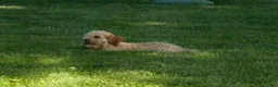 Cavapoo dogs for sale: Alex - Ad 10