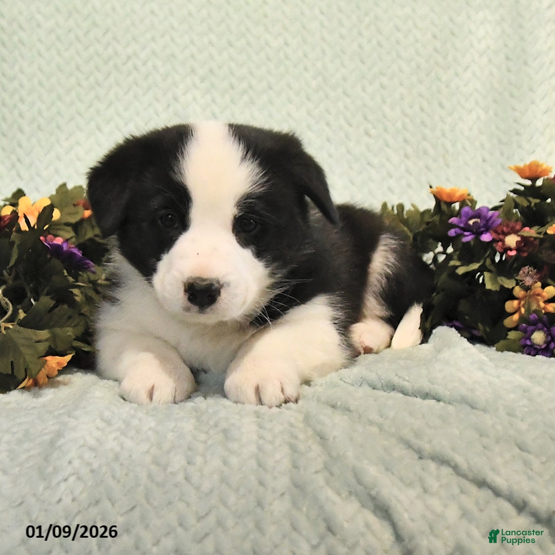 Mixed Breed dogs for sale: Jake - Ad 4