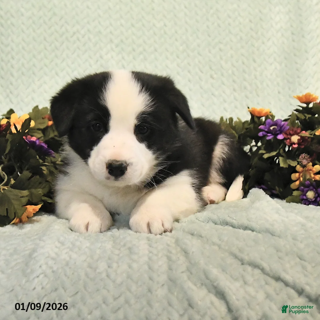 Mixed Breed dogs for sale: Jake - Ad 4