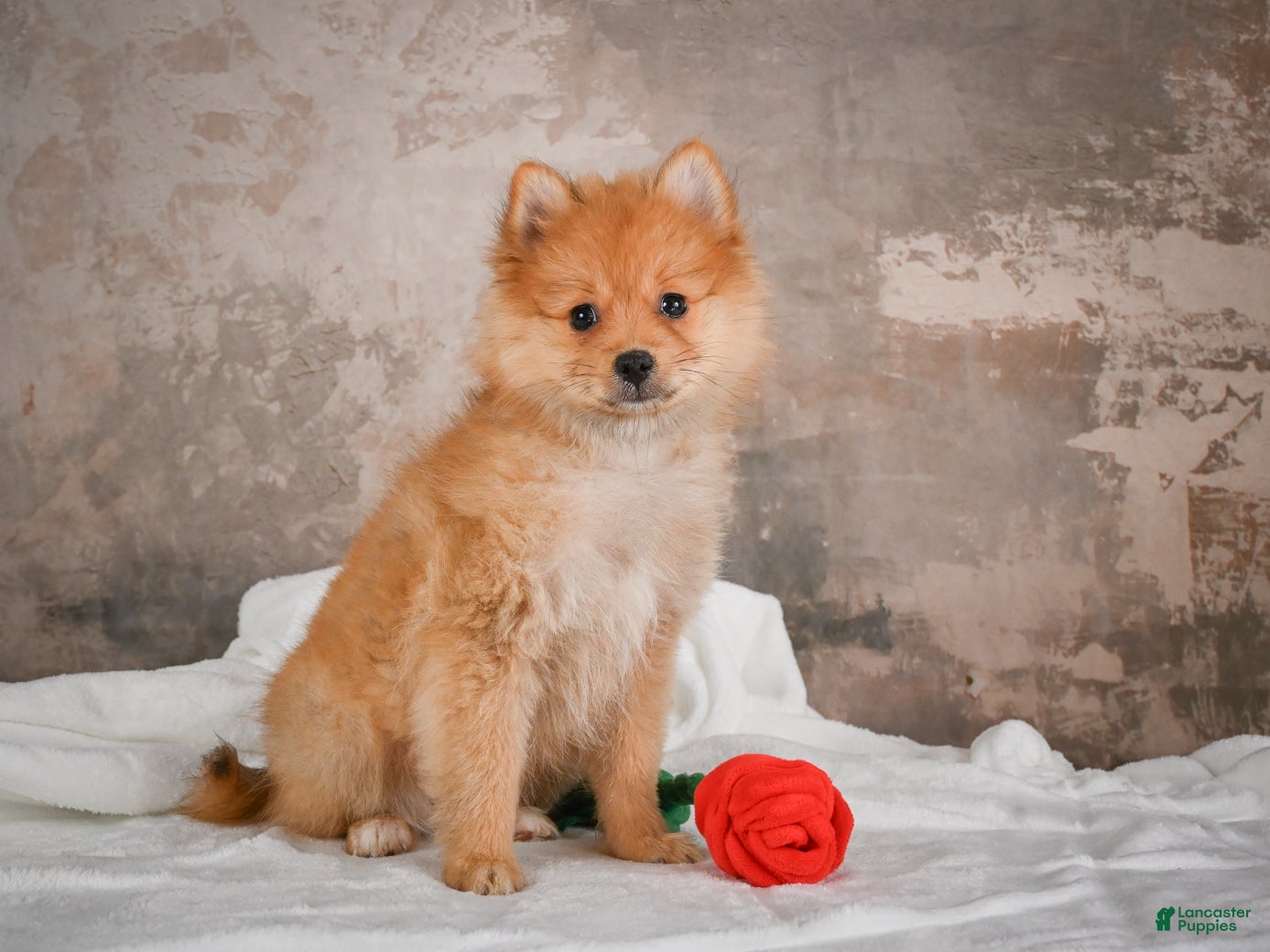 Pomeranian dogs FLOWER - Ad 2