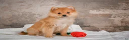 Pomeranian dogs for sale: FLOWER - Ad 2