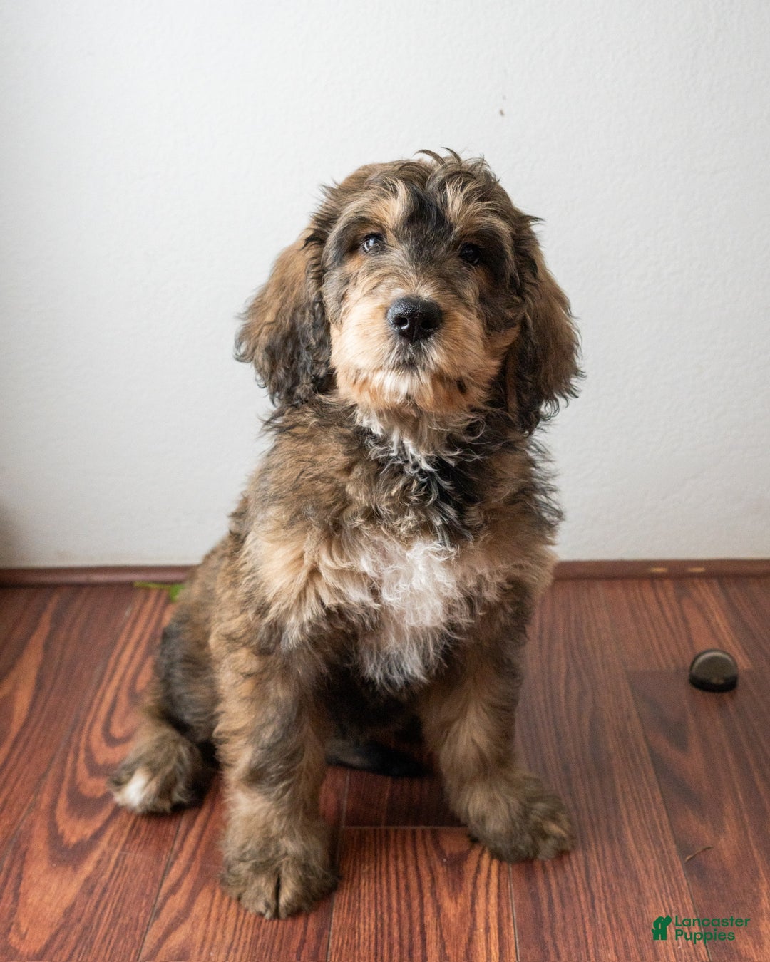 Mixed Breed dogs for sale: Mixed Breed Puppy 6 - Ad 3