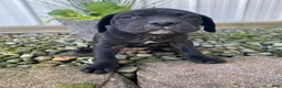 Cane Corso dogs for sale: Jennifer - Ad 6