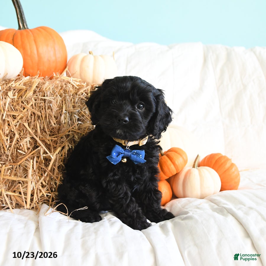 Cavapoo dogs for sale: Barney - Ad 1